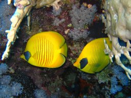 marsa_alam_200510 82